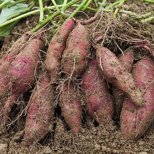 Miniatura 7 de Semillas de batata, 50 semillas de batata moradas para plantar, nutrición, deliciosas plantas de bonsái vegetales, semillas de flores, semillas de