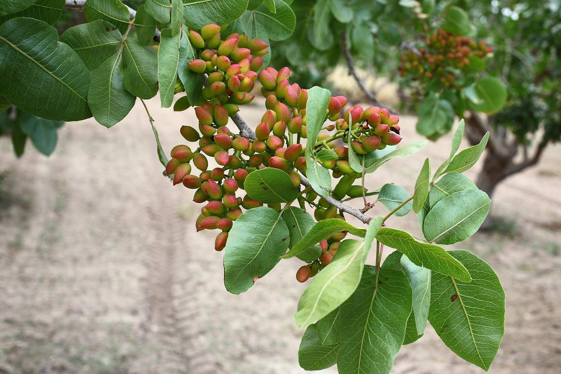 Live Plant Gardens Dwarf Rare Hybrid Fruit Live Pistachio Plant One Healthy All Season (1 Healthy Live Fruit Plant)-picture-52