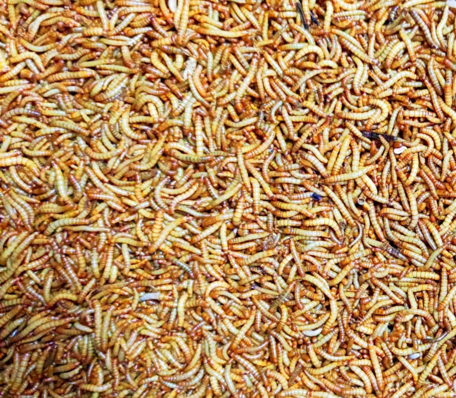 Tenebrio Molitor Vivos (450–600 uds) – Gusano de la Harina – Alimento para Hormigas en Hormigueros y Snack Alimento Vivo para Reptiles,Gecko en Terrarios, pajaros - 3