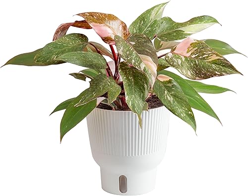 Costa Farms Trending Tropicals Pink Princess Philodendron - Planta de interior viva de 10 a 12 pulgadas de alto, en maceta decorativa blanca