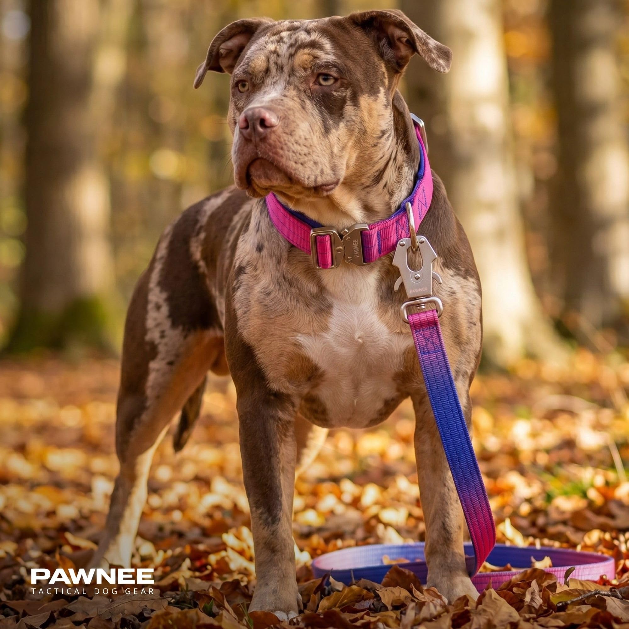 PAWNEE - Collar Táctico para Perros Inoxidable, Hebilla de Aluminio hipoalergénica con Nylon Balístico Antiabrasivo y Resistente a Rozaduras, Interior Acolchado (Set_Collar_EVO_38 mm | Verdazul S)