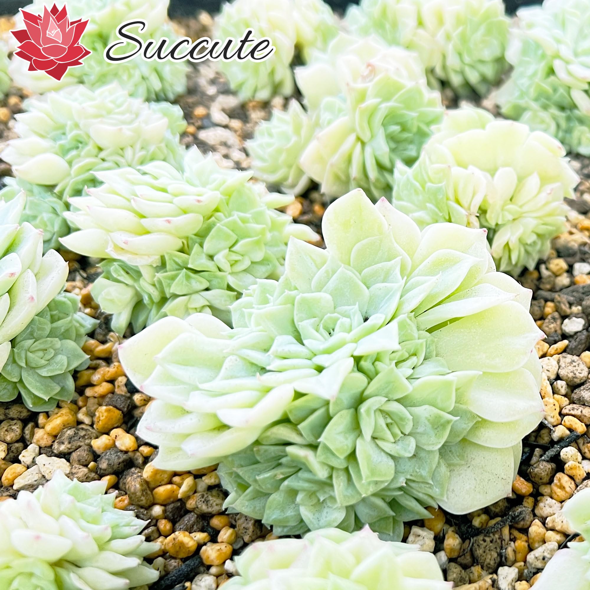 Amazon.co.jp: 【Succute】エケベリア ホワイトスワン（シロスワン