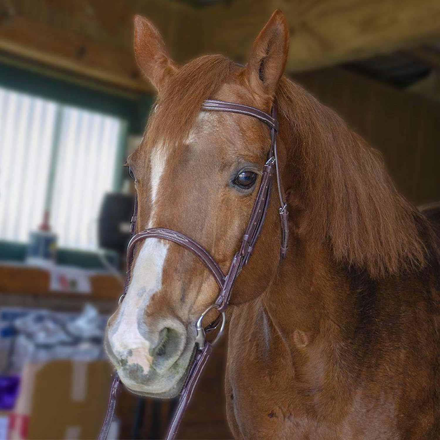 Everyday Raised Fancy Stitched Leather English Schooling Bridle with Laced Reins St. Steel Hardware with 1 Year Warranty.