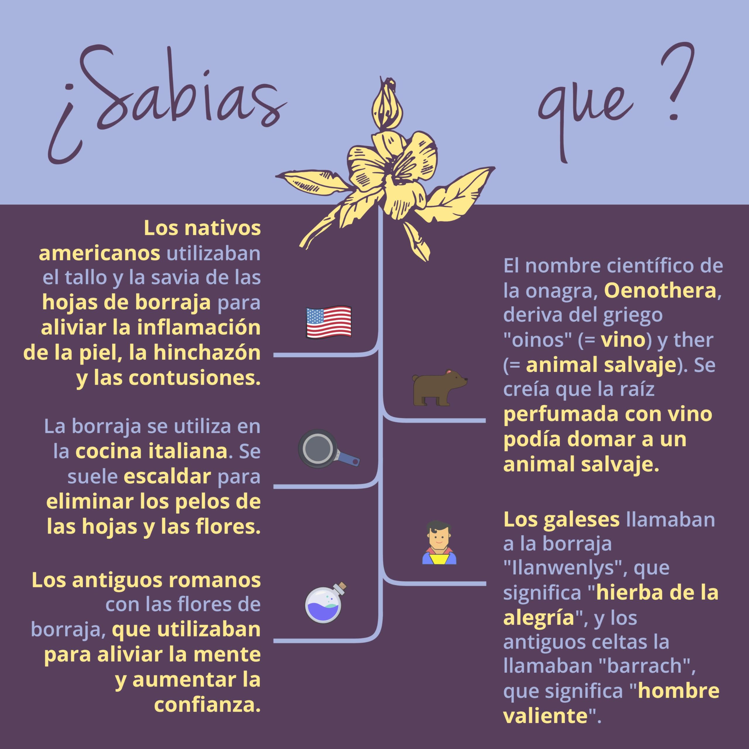 Evening Primrose Oil Vegavero | El único Vegano & Orgánico | Aceite de Onagra Y Borraja | Acné + Psoriasis + Eczema | Con Omega 6 | Prensado en Frío | Sin Aditivos | Onagra 500 mg | 90 Perlas