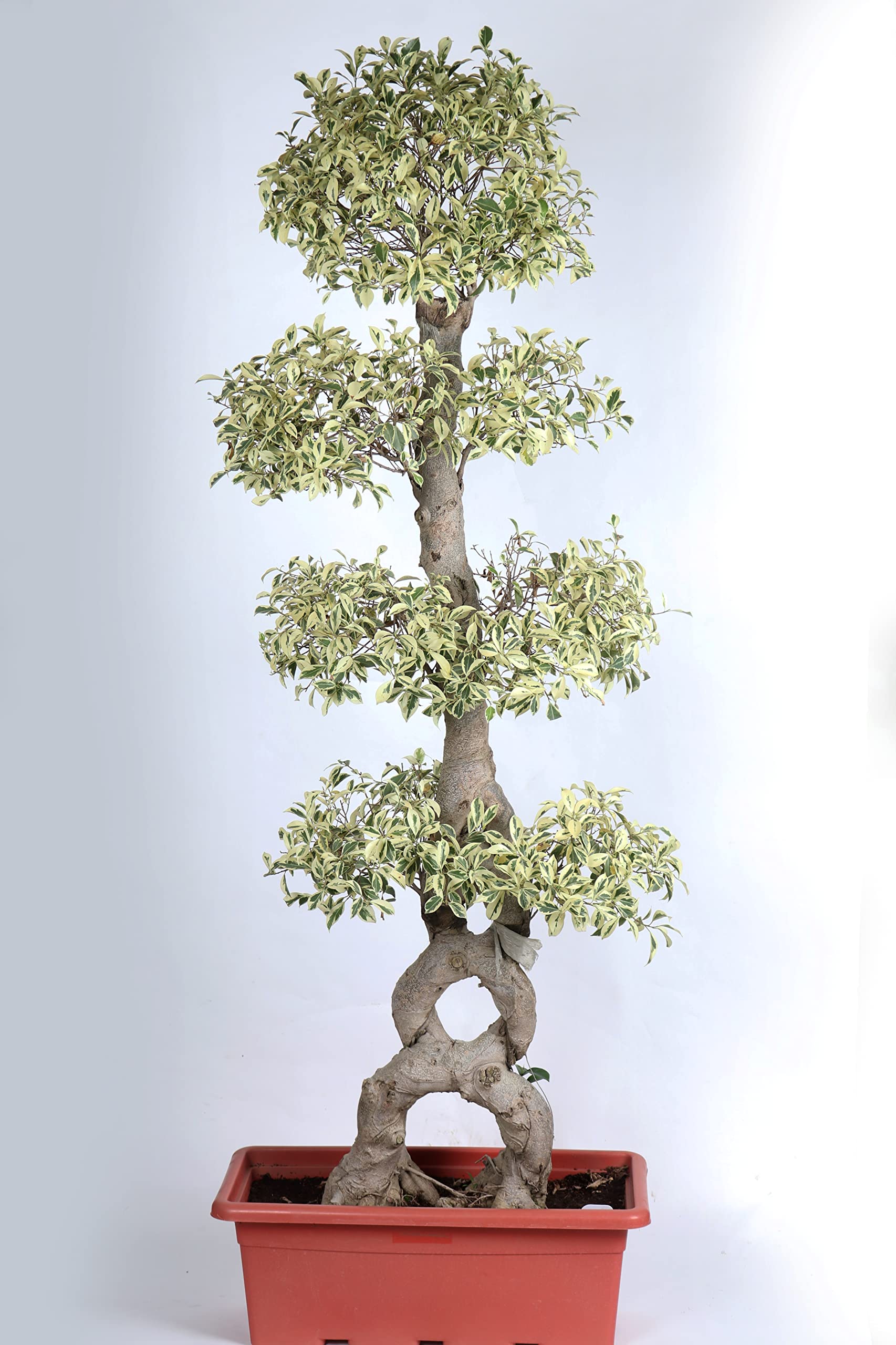 フィカス・ウンベラータ 8号 145cm S-shaped tree form フィカス・ウンベラータ 8号 145cm S-shaped tree form Nice