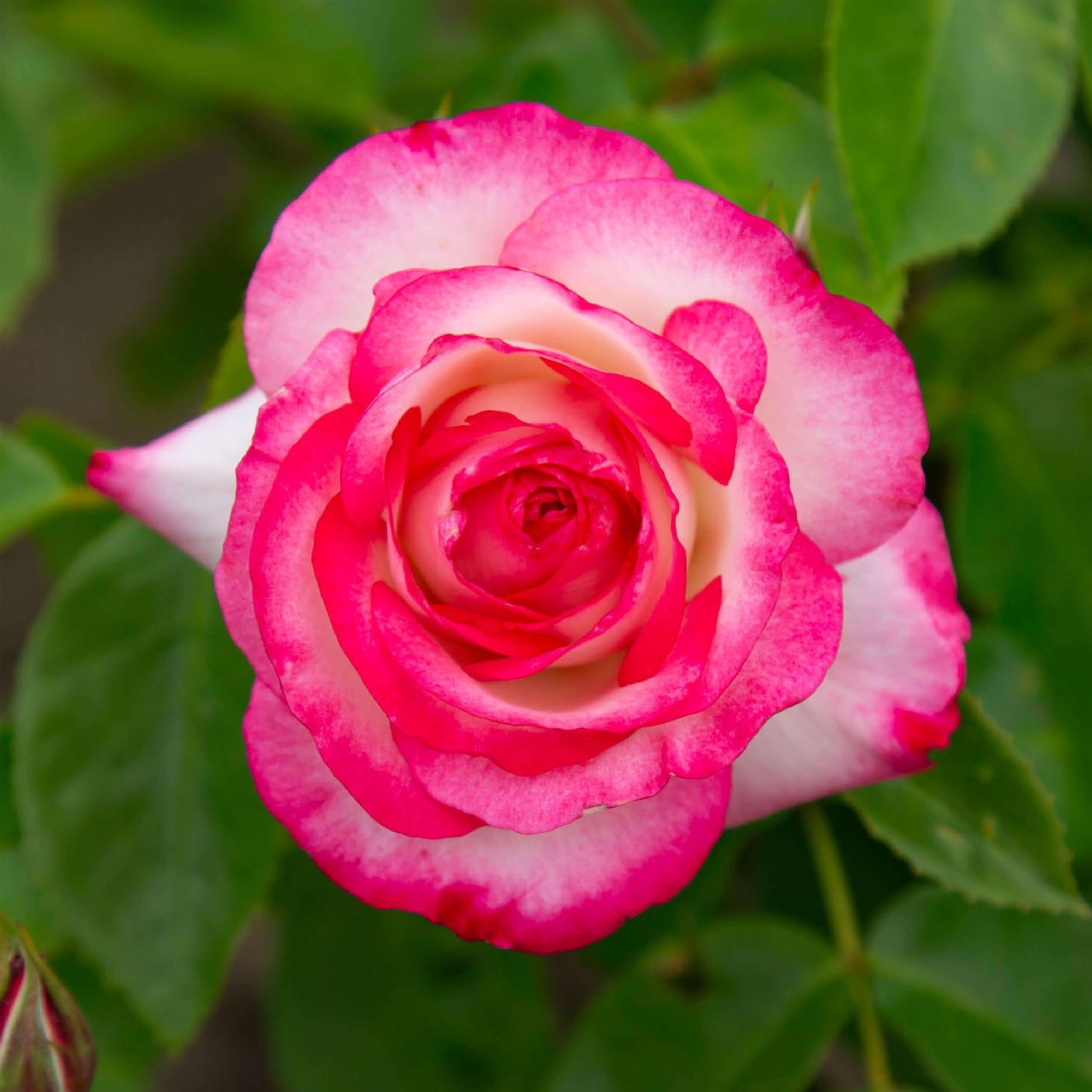 Heirloom Nicole Floribunda