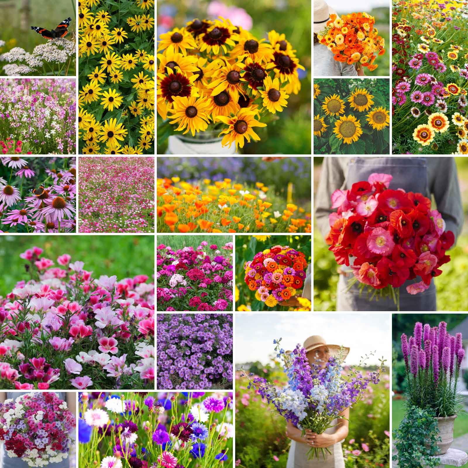 Eden Brothers Late Bloomer Wildflower Mixed Seeds