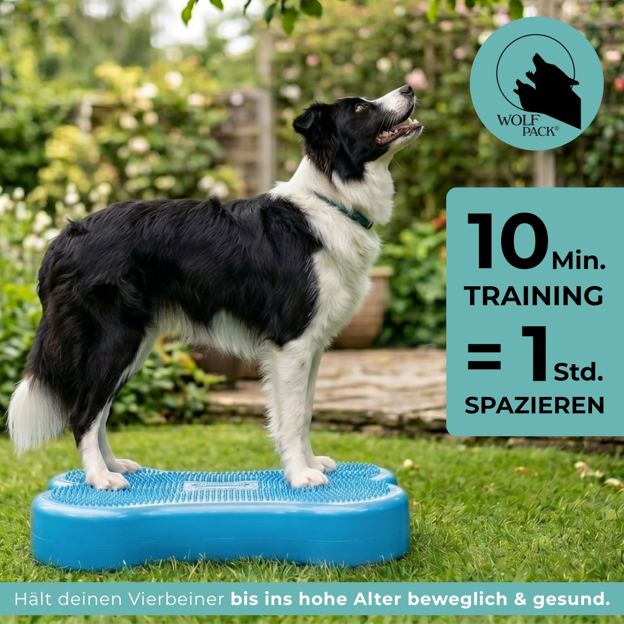 Wolfpack® Fitness Dog Bone – Balance Pad & Physio Wackelkissen für kleine & große Hunde – krallenfestes Trainingsgerät & Balancekissen | Better4Pets-Edition (Blue)