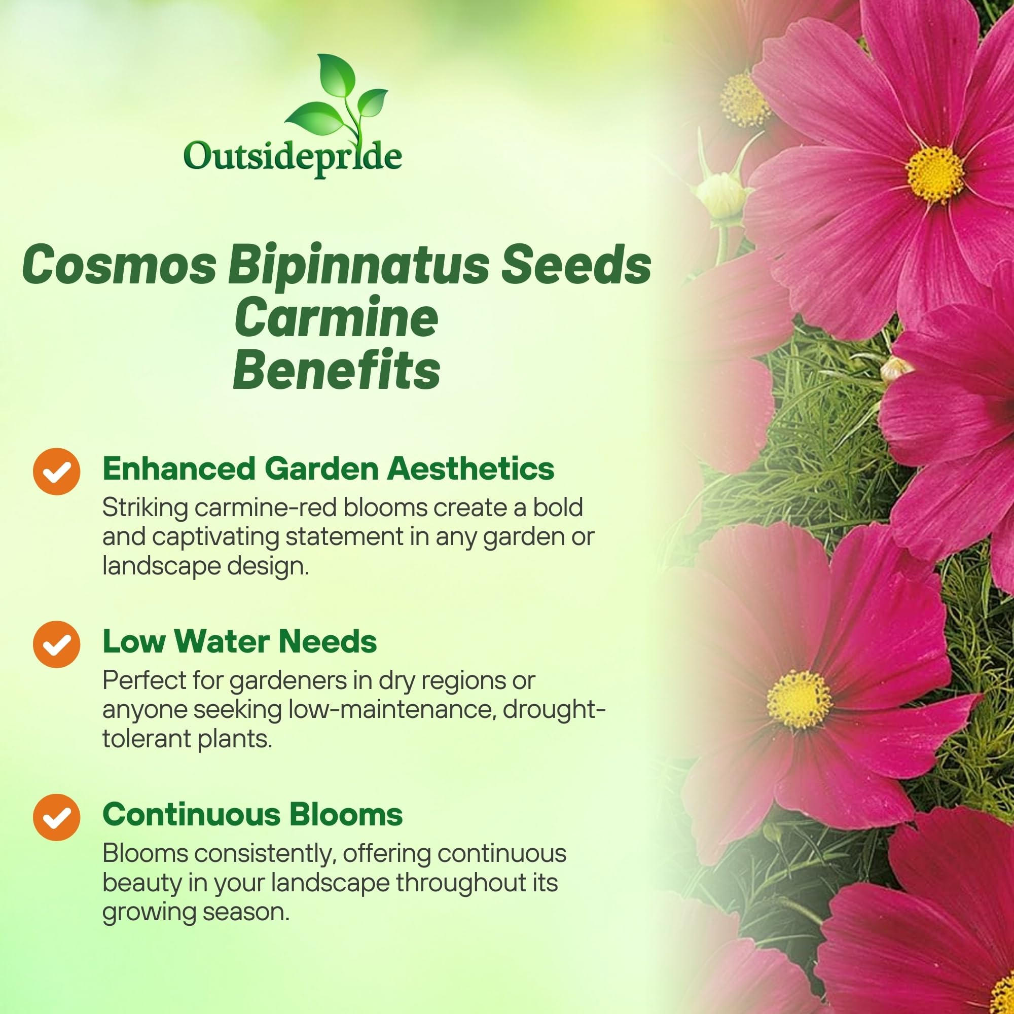 Sonata Carmine Cosmos Bipinnatus Seeds – 50 piezas anuales, fáciles de cultivar y tolerantes a la sequía, semillas de flores para plantar con flores compactas montículas, ideales para 3