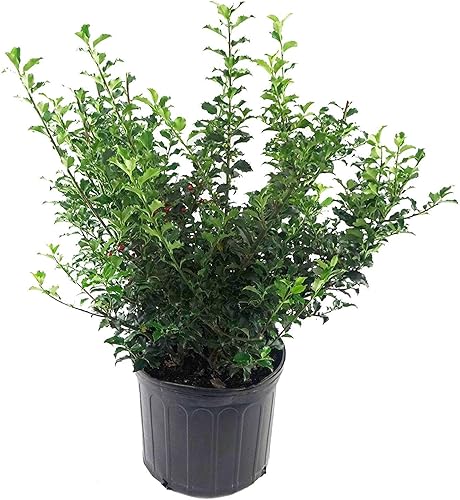 Vista 53 de Ganadores probados - Ilex verticillata Berry Heavy Gold (Winterberry) Arbusto, bayas de oro, 3 - Contenedor