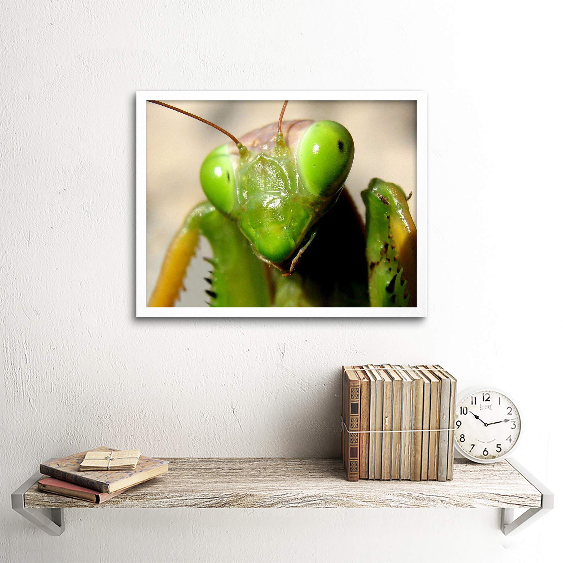 Amazon.com: Wee Blue Coo Praying Mantis Insect Green Close Up Art