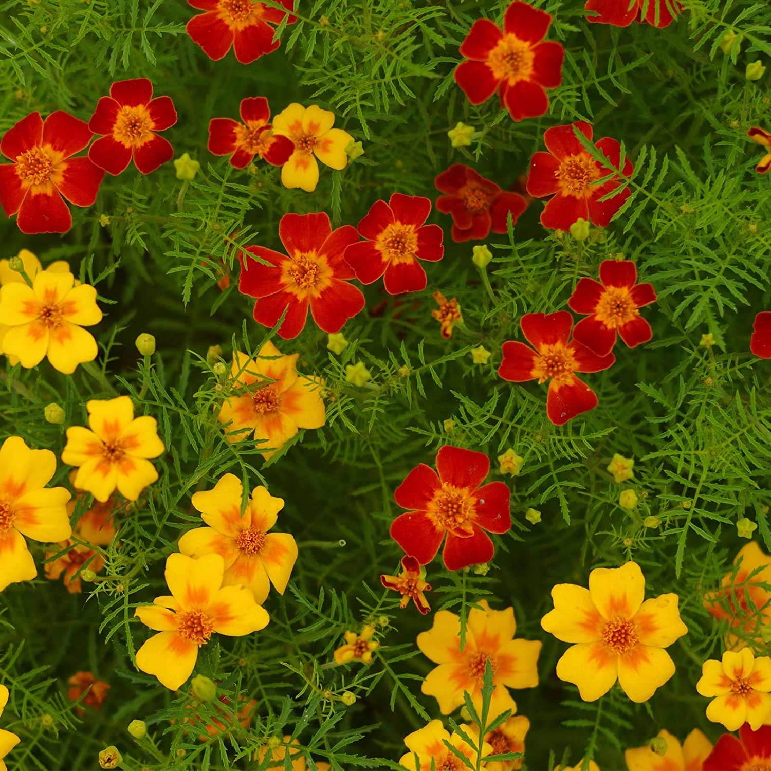 Exotic Seeds- Signet Marigold Flower 100+ Seeds Pack - Red & Yellow -All Season Flowering Seeds For Planting (B08R2ZLJVF) Amazon Price History, Amazon Price Tracker