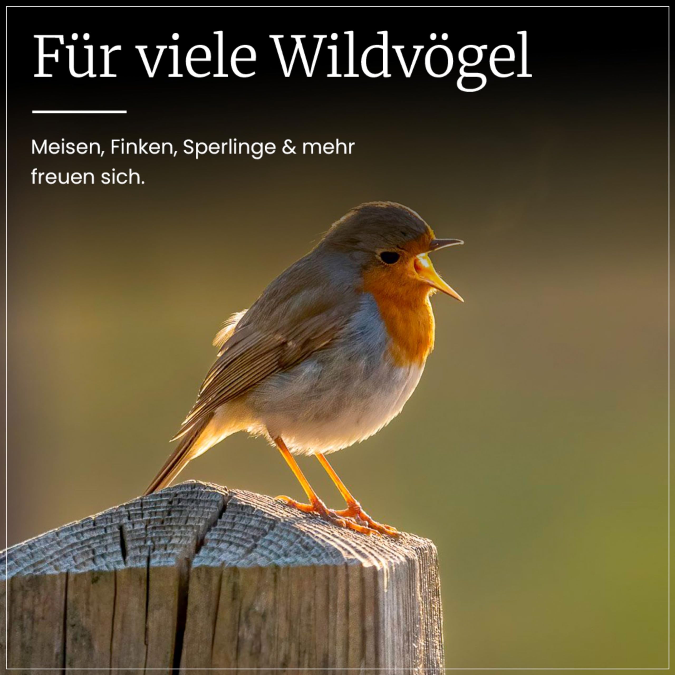 Erdtmanns Meisenknödel ohne Netz 35 Stück im Eimer 3 kg – Wildvogelfutter mit Getreideflocken & Sonnenblumenkernen – umweltfreundlich & ganzjährig – ohne Plastiknetz