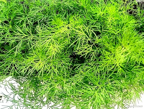 Miniatura 7 de Semillas de eneldo para plantar jardín de hierbas 500+ semillas