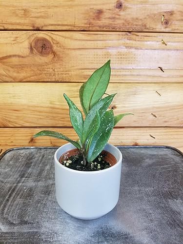 Hoya Pubicalyx Royal Hawaiian, planta de 2 pulgadas