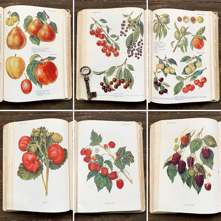 [雰囲気のある果物画]チェコの古い果物図鑑(1953年)/果物 植物画 雰囲気◎ 雰囲気のある果物画]チェコの古い果物図鑑(1953年)/果物 植物画