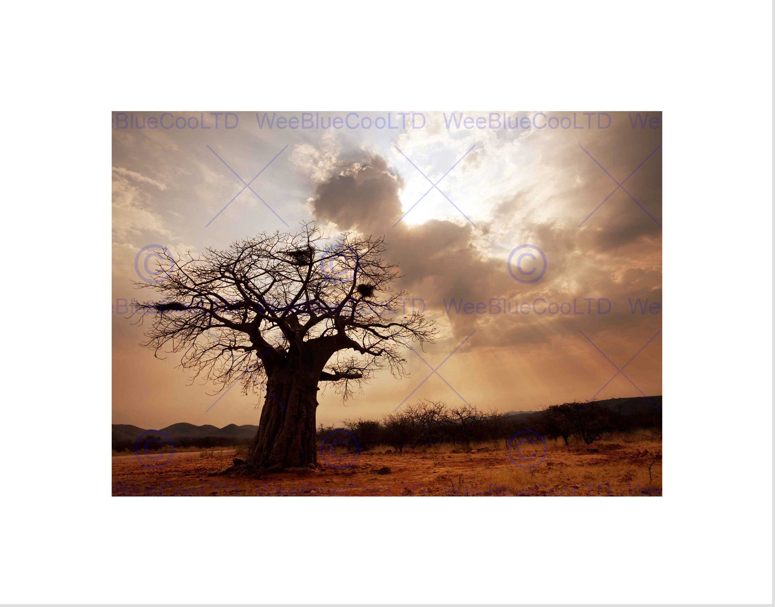 Wee Blue Coo Landscape Single Lone Baobab Tree Sunbeam Wall Art Print