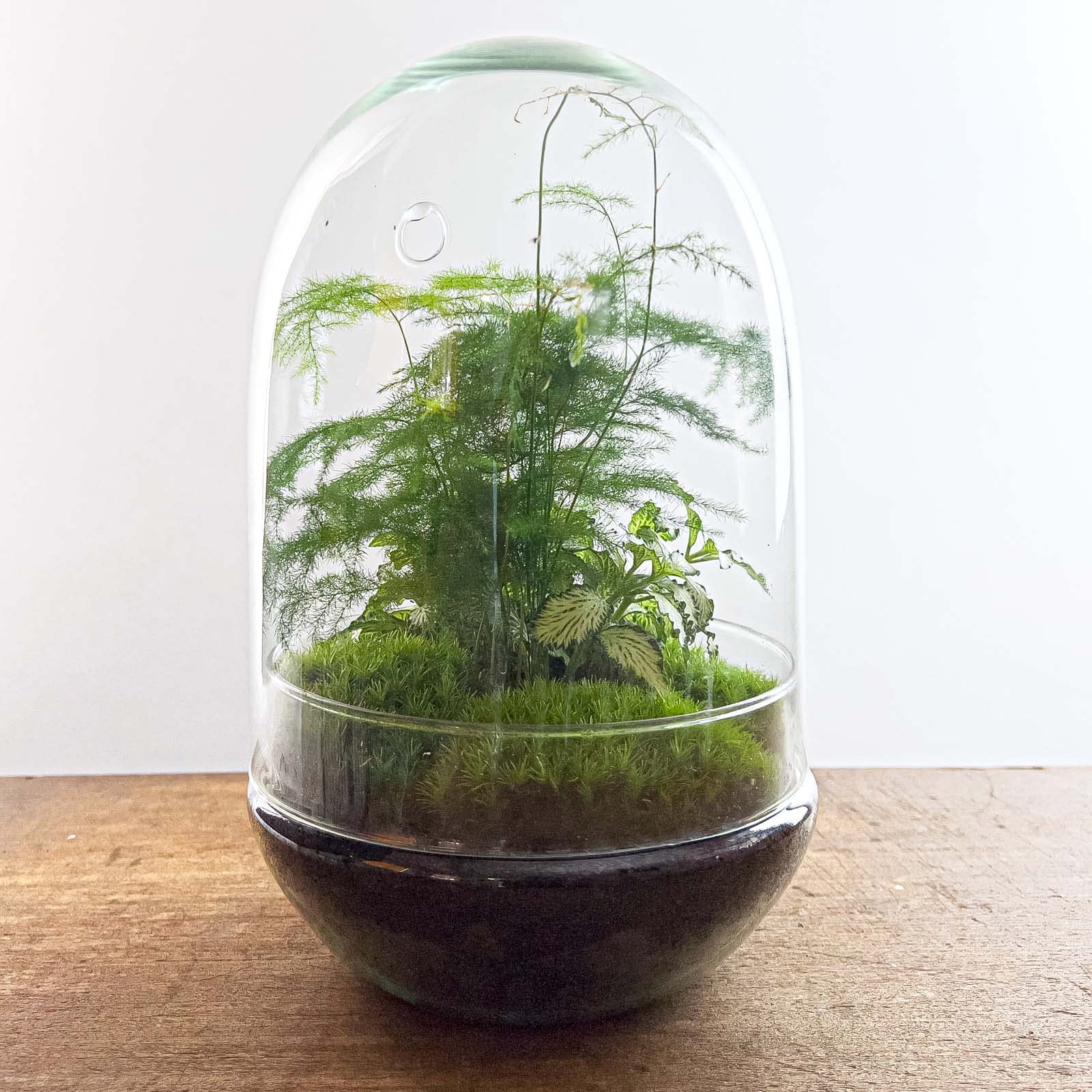 Zestaw terrarium DIY • Egg XL • Ekosystem w szklanym jajku • ↑ 30 cm – DIY – kompletny zestaw terrarium – terrarium roślin – urbanjngl | bez narzędzi