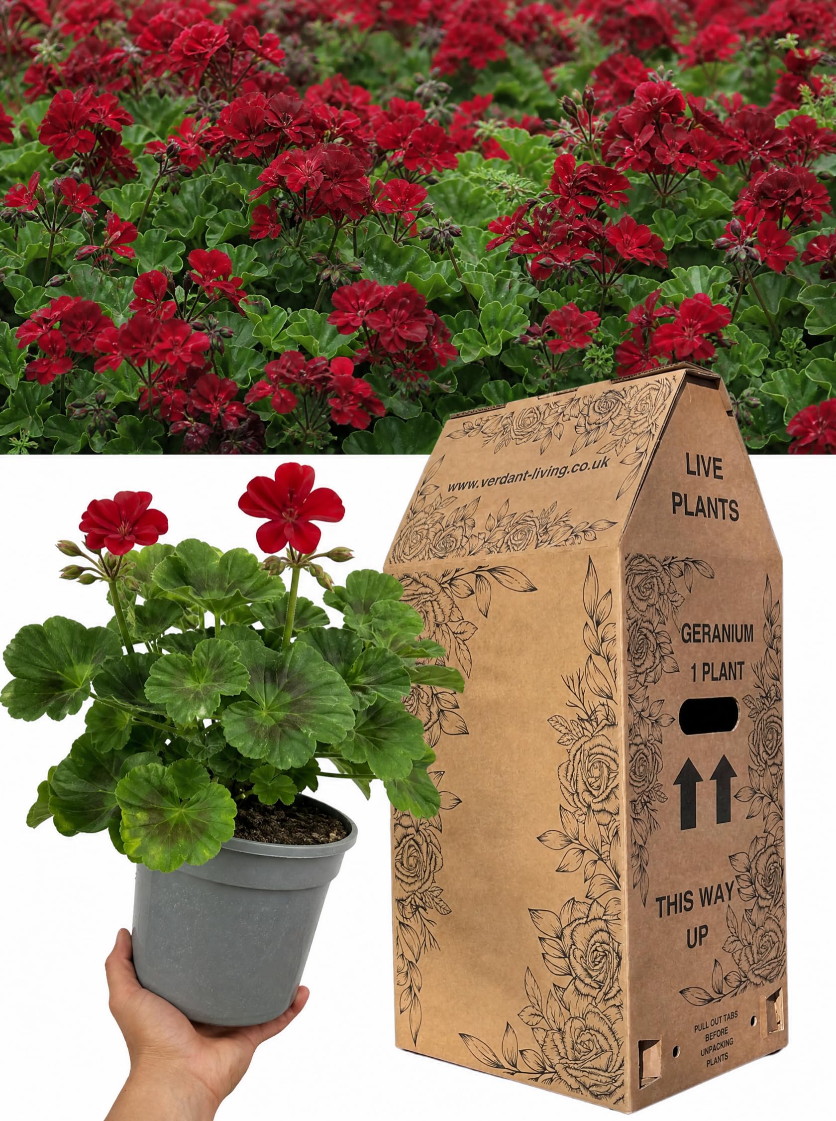 Dark Red Geranium Calliope Plant in 2Ltr Pot – Vibrant, Live Summer Bedding Flowers for Gardens, Patio, Borders, Containers, Hanging Baskets & Window Boxes – Easy Grow, Drought Tolerant, UK Grown