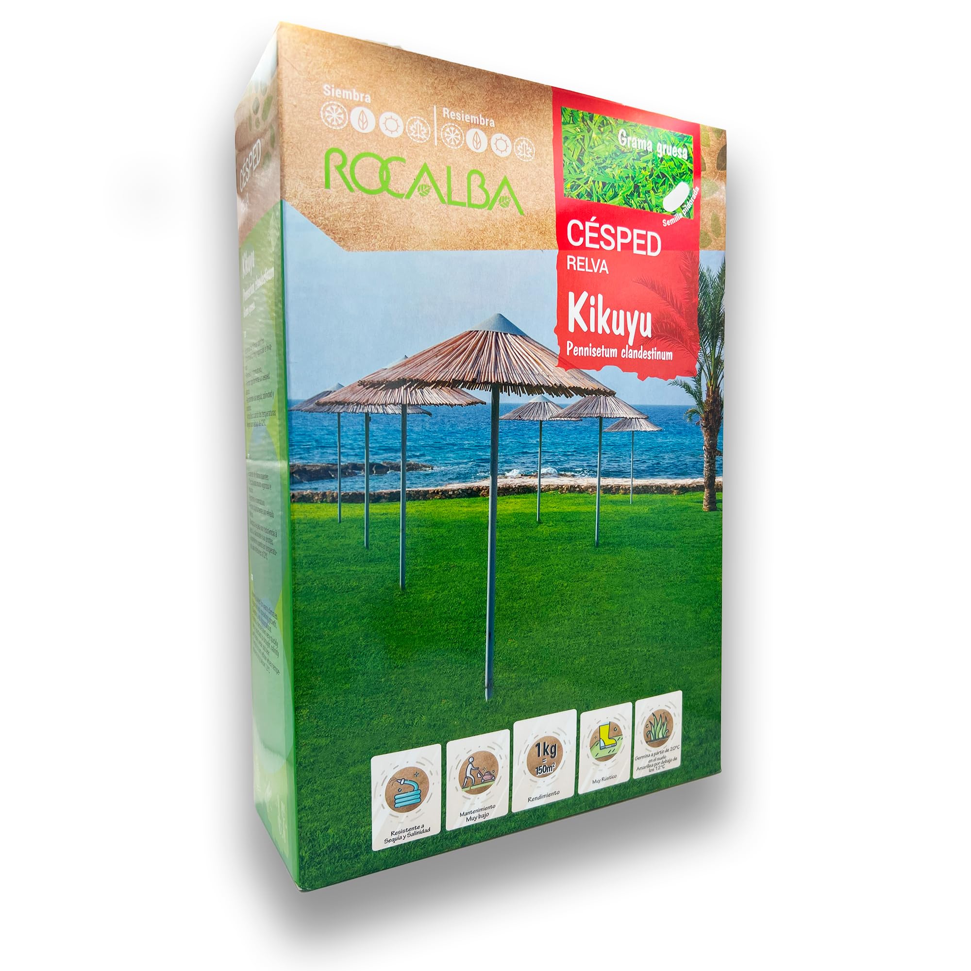 Césped Kikuyu Rocalba de grama gruesa para recuperar suelos salinos