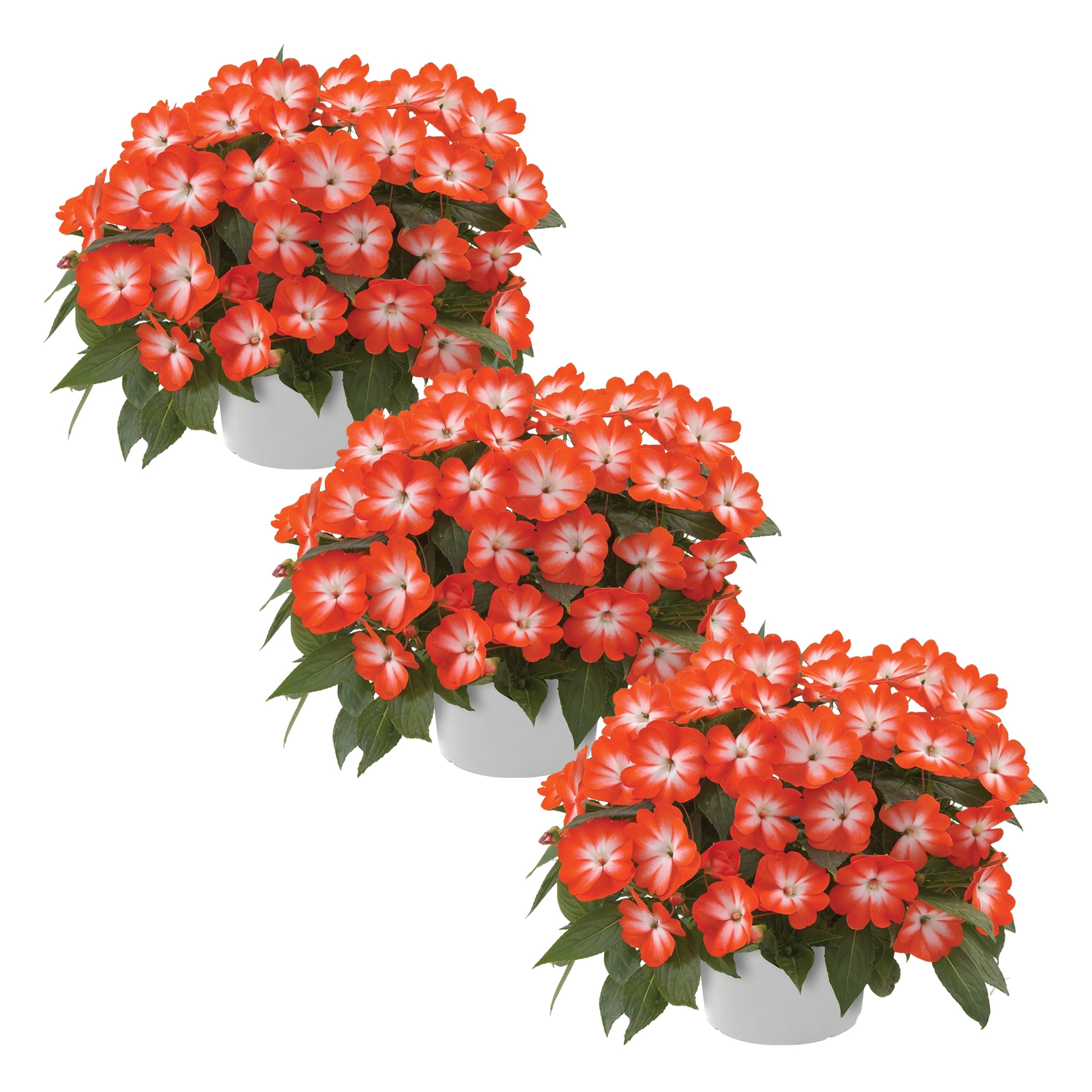 New Guinea Impatiens Harmony Orange Star