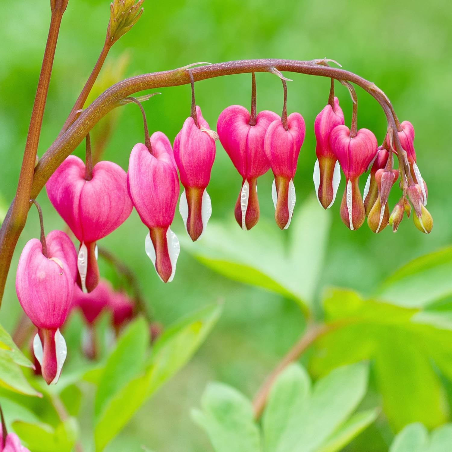 Bleeding Heart Seeds Dicentra Spectabilis Perennial