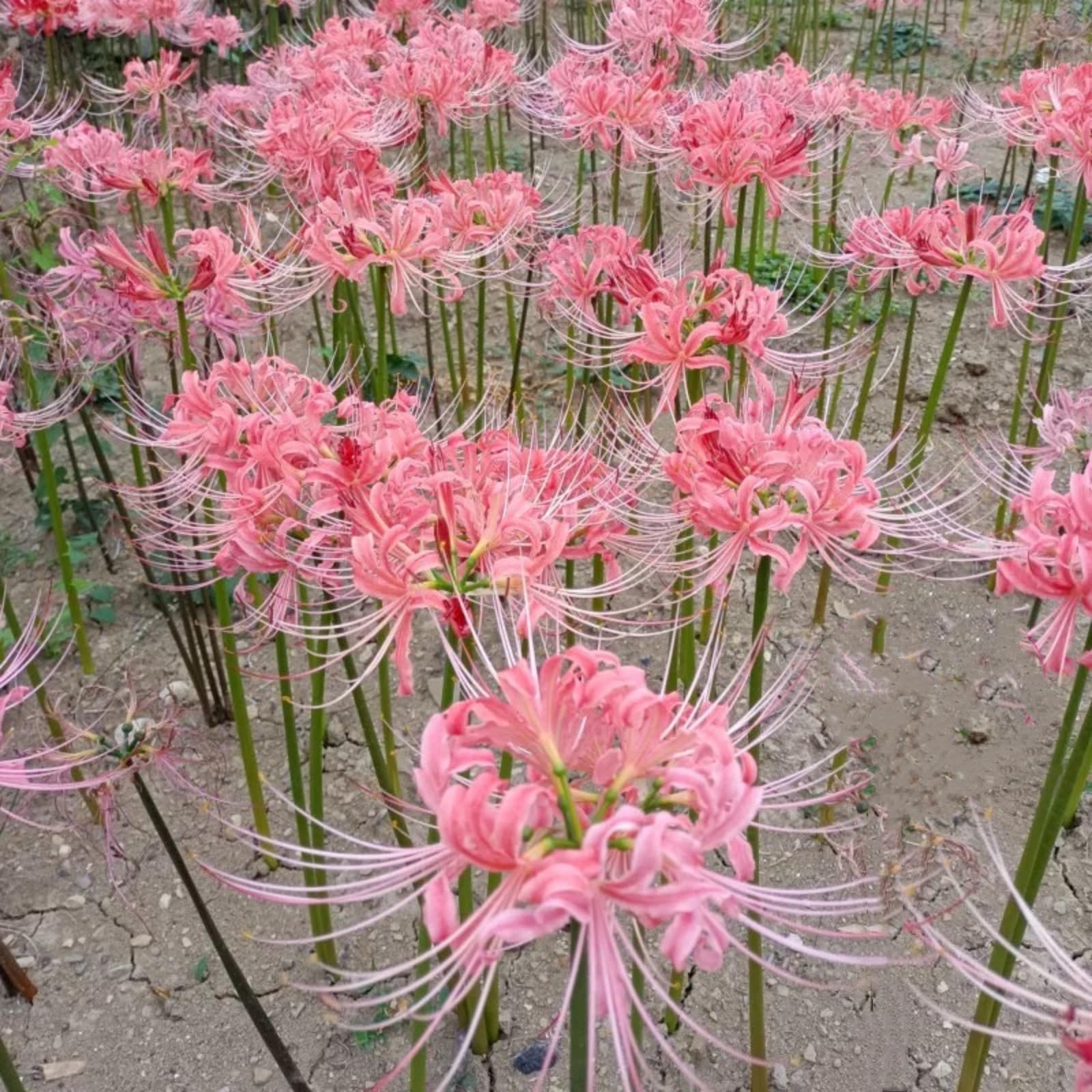 Amazon.co.jp: ヒガンバナの球根 彼岸花 球根 販売 曼珠沙華