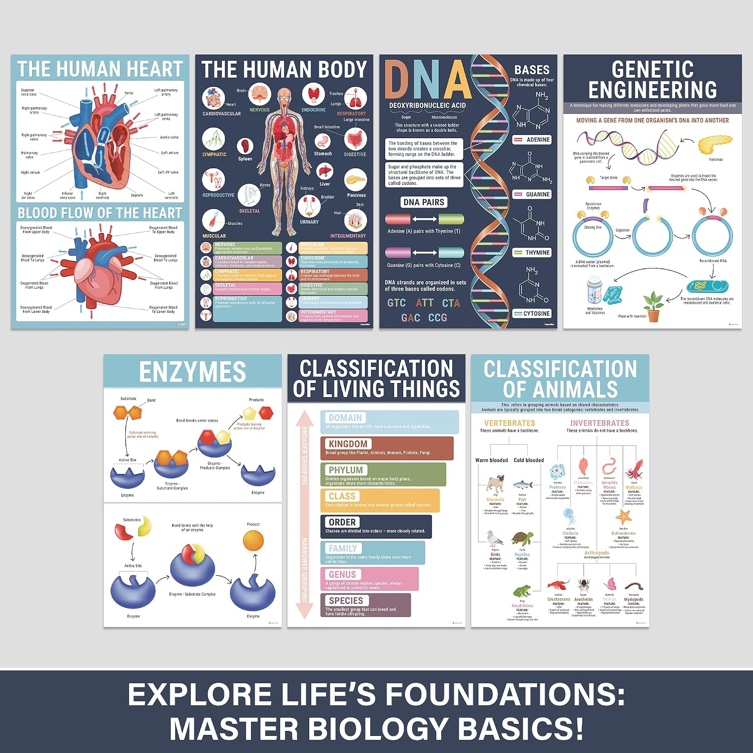 BrightenKidz Biology Posters for Classroom, 15 Pack 11x17 Science Charts image 3