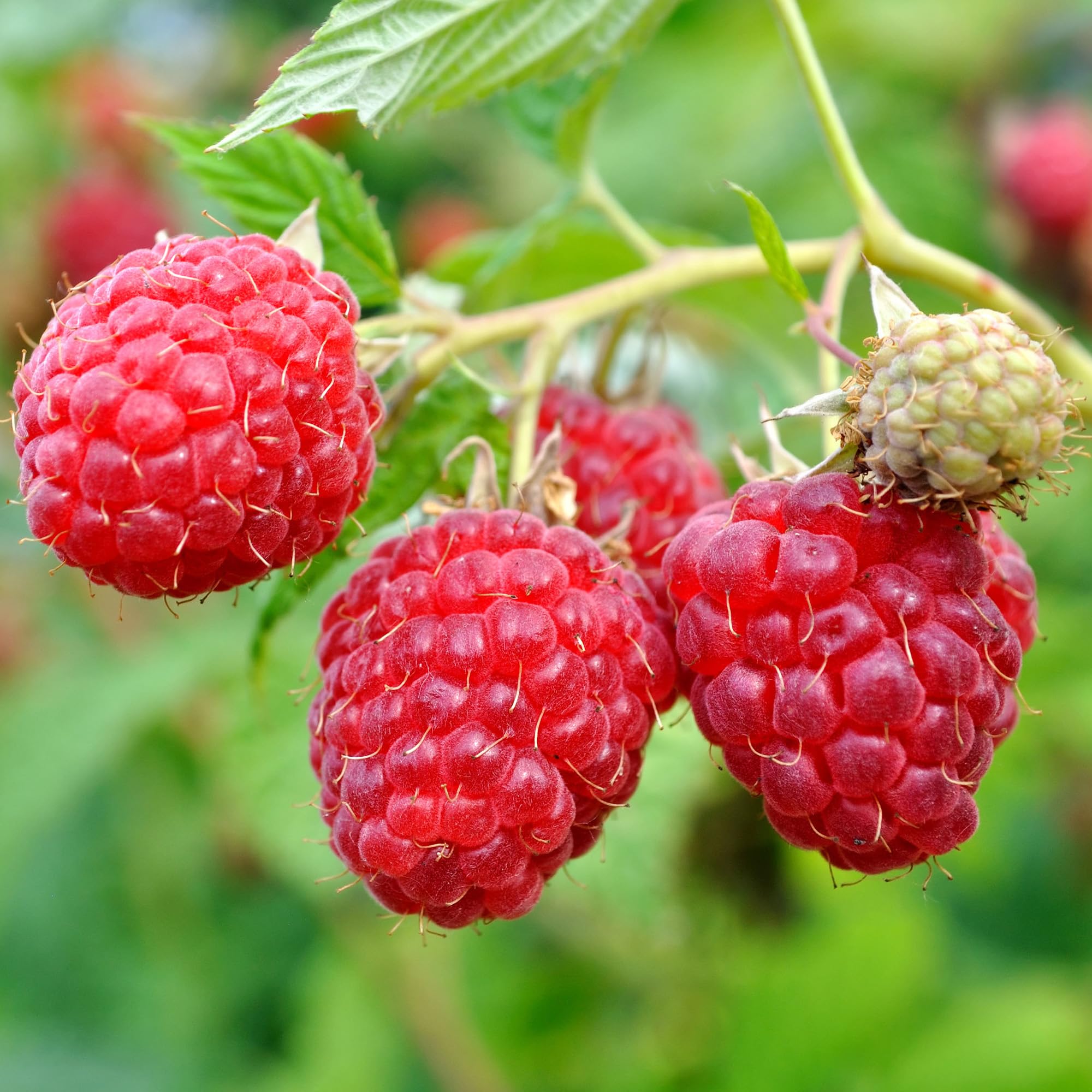 Raspberry Autumn Chef | Rubus idaeus Plants Outdoor Garden Ready | Outdoor Garden Fruit Plant | Grow Your Own Fresh Fruit (3 Litre Pot, 30-50cm)