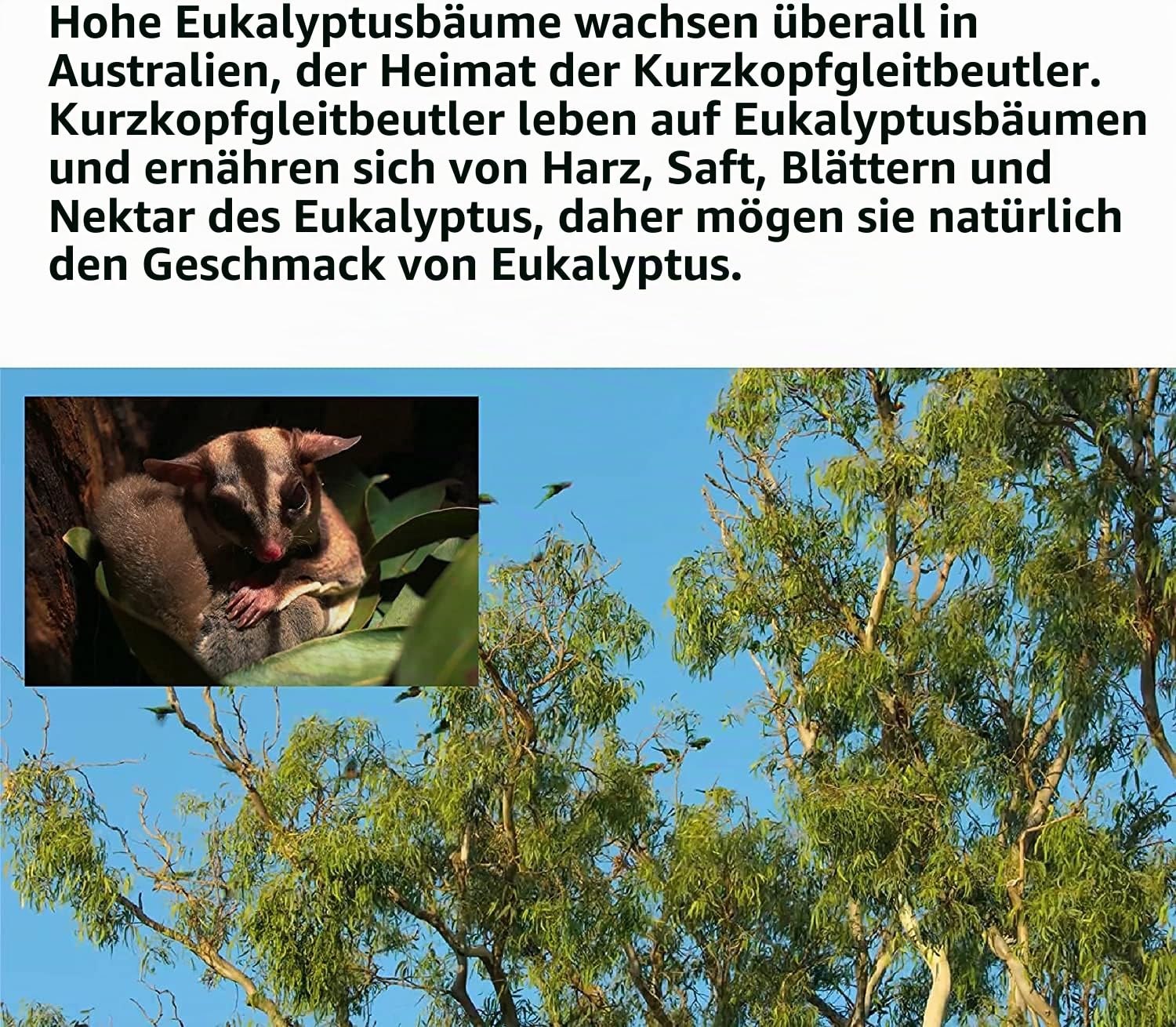 NEOUZA Sugar Glider Kleintiereinstreu, Kau-Leckereien, Backenzahnspielzeug, 200 g natürliche getrocknete Eukalyptusblätter und Zweige (200 g Eukalyptusblätter)