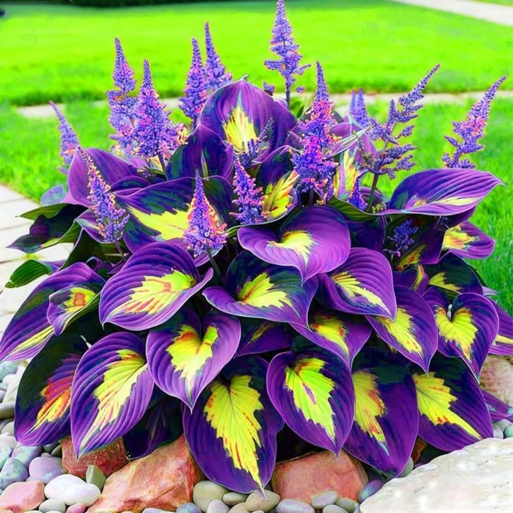 Hosta Mix Rhizome Set – Lush Green Foliage for Indoor & Outdoor Spaces, Perfect for Garden and Container Styling-6bulbs-B