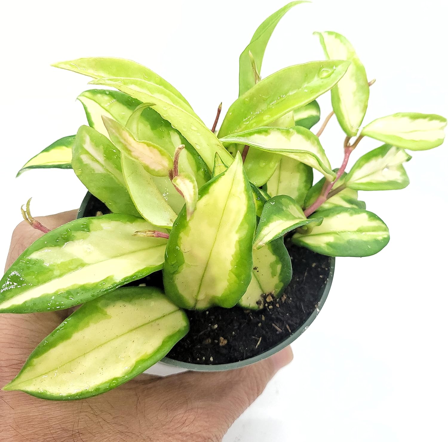 Hoya Krimson Princess Live Houseplant 4" Pot Air-Purifying Plant | California Grown