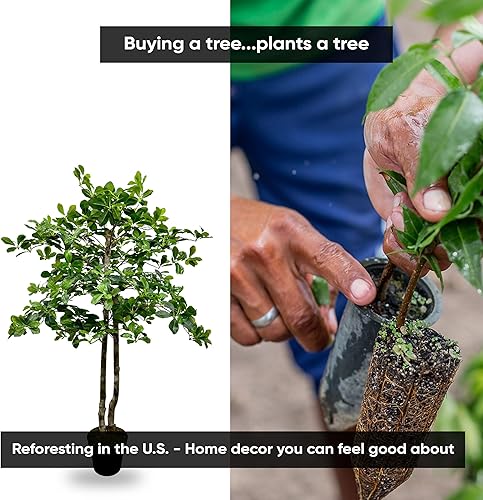 Miniatura 2 de Árbol artificial de hoja de olivo negro italiano hecho a mano de 4 pies  Decoración del hogar para sala de estar y oficina  Tacto real  Planta