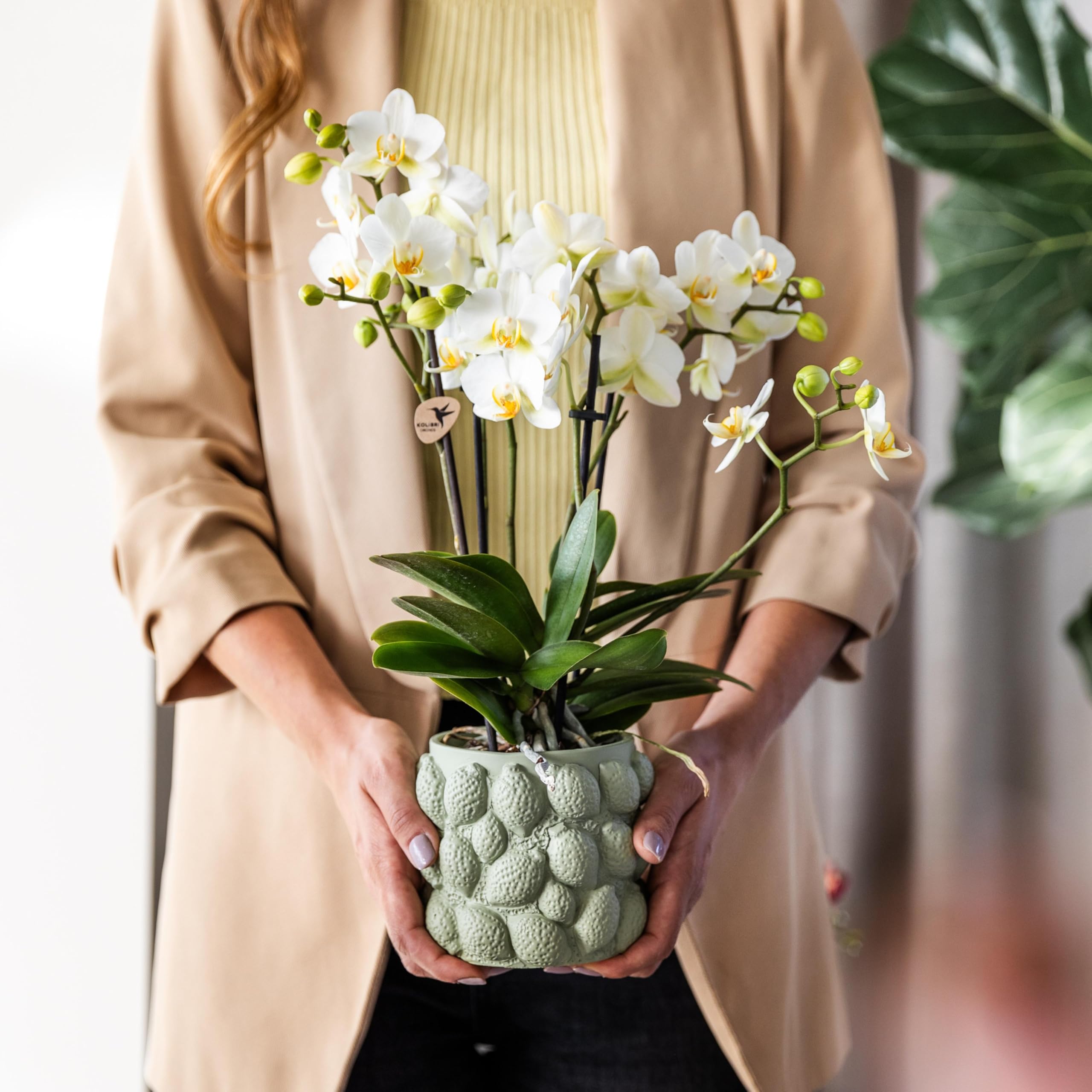 Kolibri Orchids | Weiße Phalaenopsis-Orchidee - Lausanne - Topfgröße Ø9cm | Blühende Zimmerpflanze - frisch vom Züchter