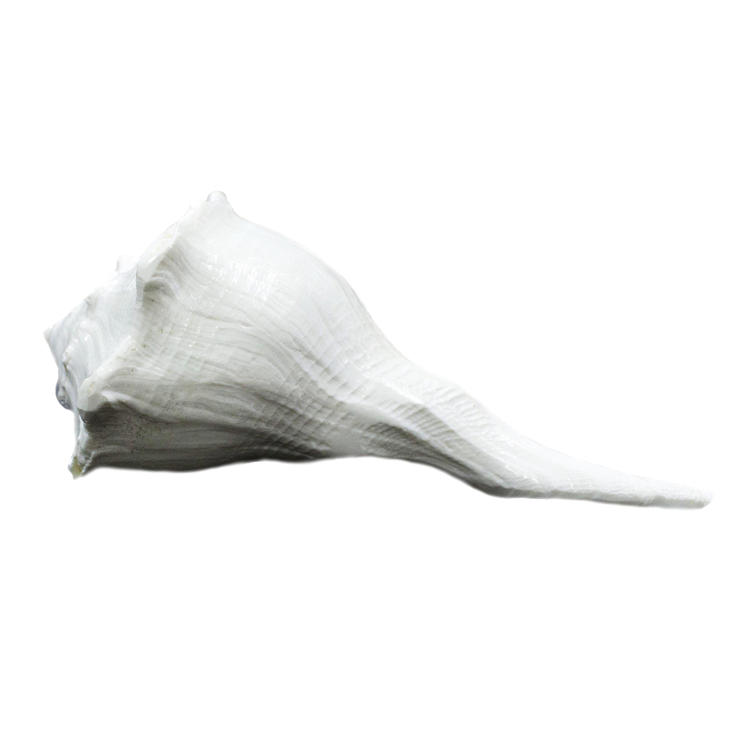 The Holy Mart Dakshinavarti shankh original and natural In White Colour, Laxmi sankh, Conch (10 cm Size) - Image 2 thumbnail