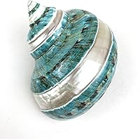 Vista 5 de Worlds Conchas marinas perladas turbo de jade blanco y conchas marinas de cangrejo ermitaño, conchas turbo de 3-1/2 "~ 4 pulgadas