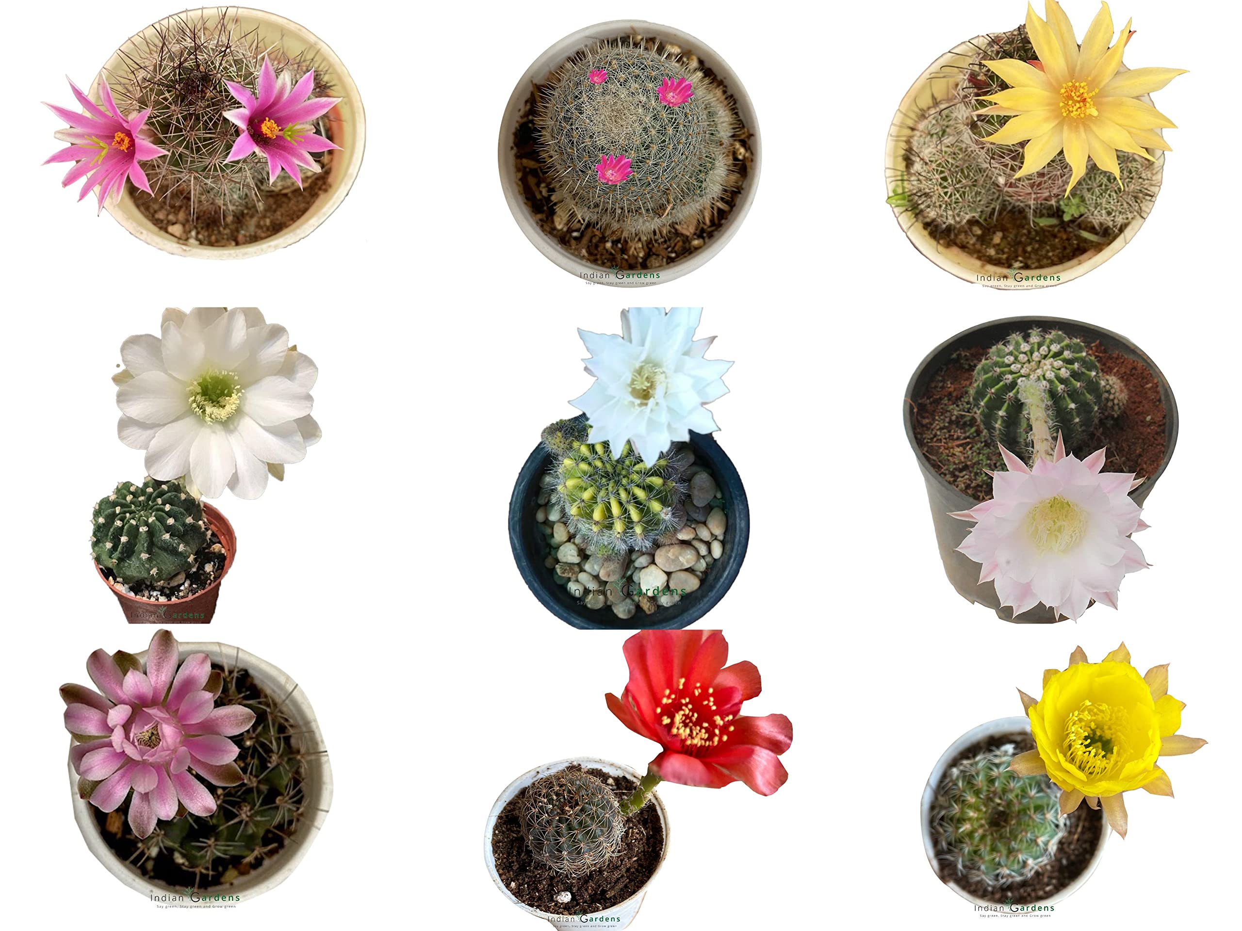 Indian Gardens - Flowering Cactus (Set of 9)