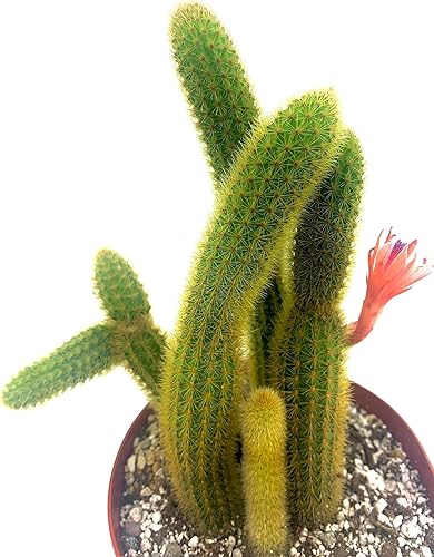 Miniatura 6 de Cactus de cola de mono de 4 pulgadas (Cleistocactus Colademonis) - Fácil de cultivar en interioresexteriores, luz solar indirecta. Suelo bien