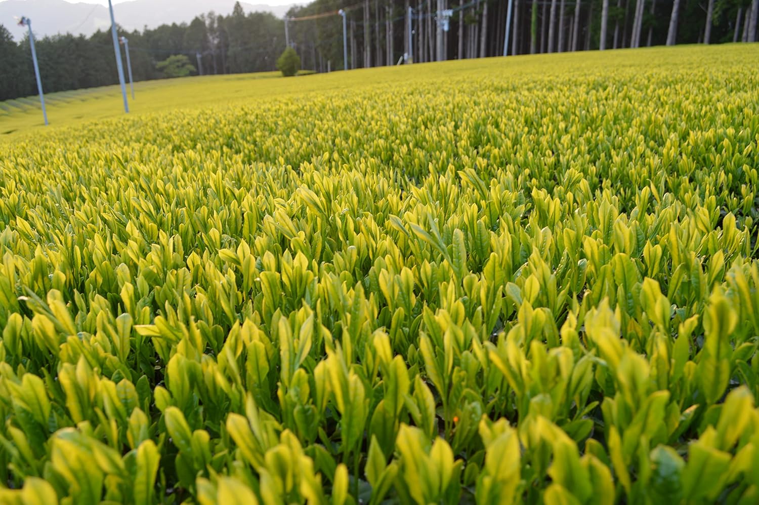 原田園 2025年度産 新茶 深蒸し掛川茶 ギフト 80g 静岡茶 旬の味 封筒型 新茶袋ラッピング そのまま手渡し プレゼント お土産 一番茶 プチギフト