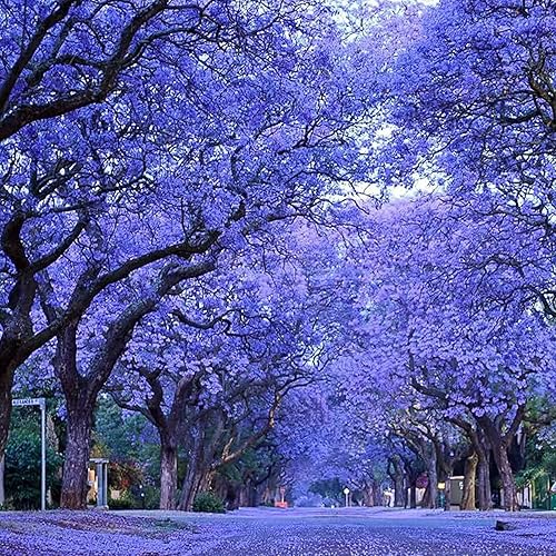 100 semillas de árbol de Jacaranda  Sin OMG  Jacaranda Mimosifolia azul púrpura semillas de árbol de flores, semillas de jardín frescas, elección de