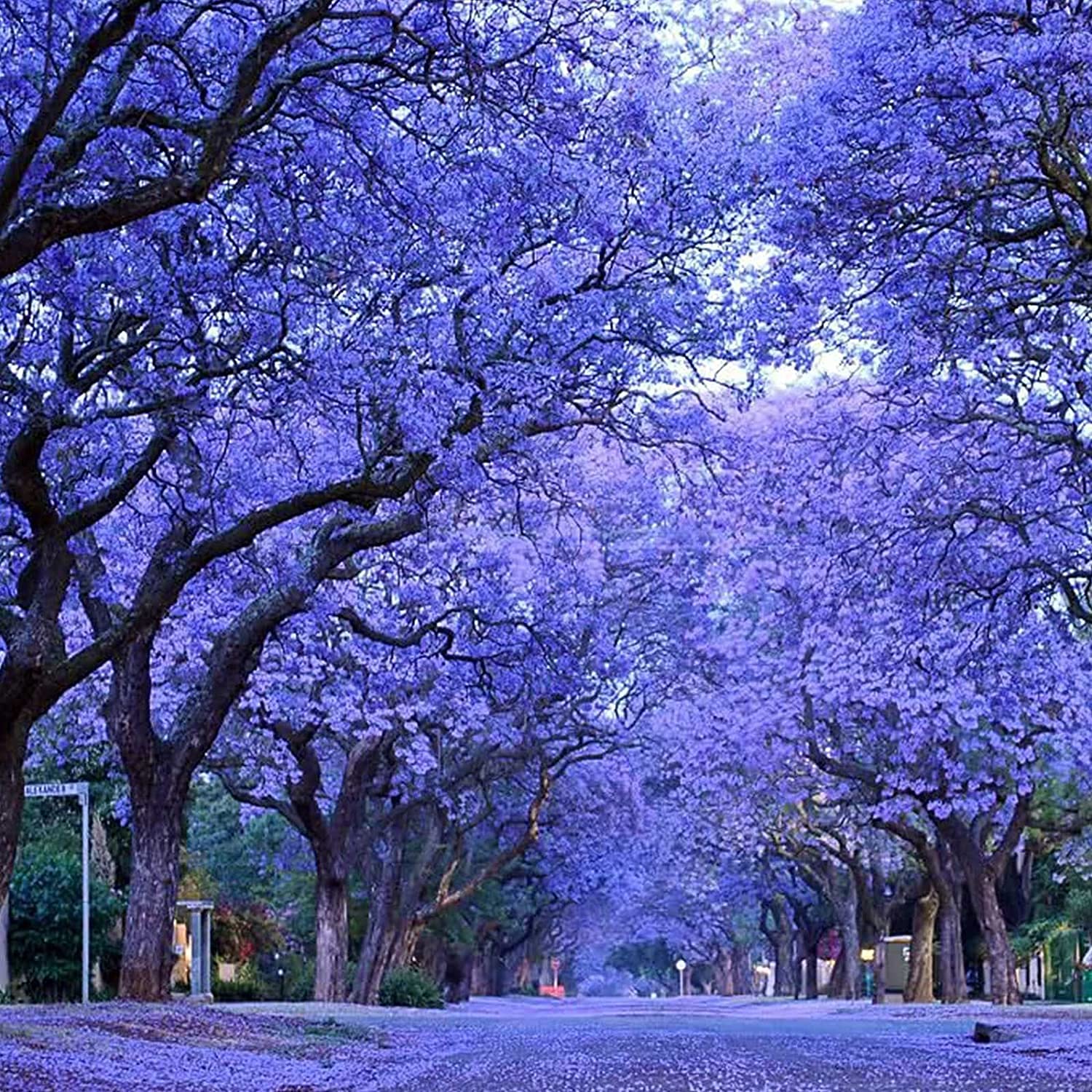 Blue Jacaranda Tree Blue Jacaranda Tree