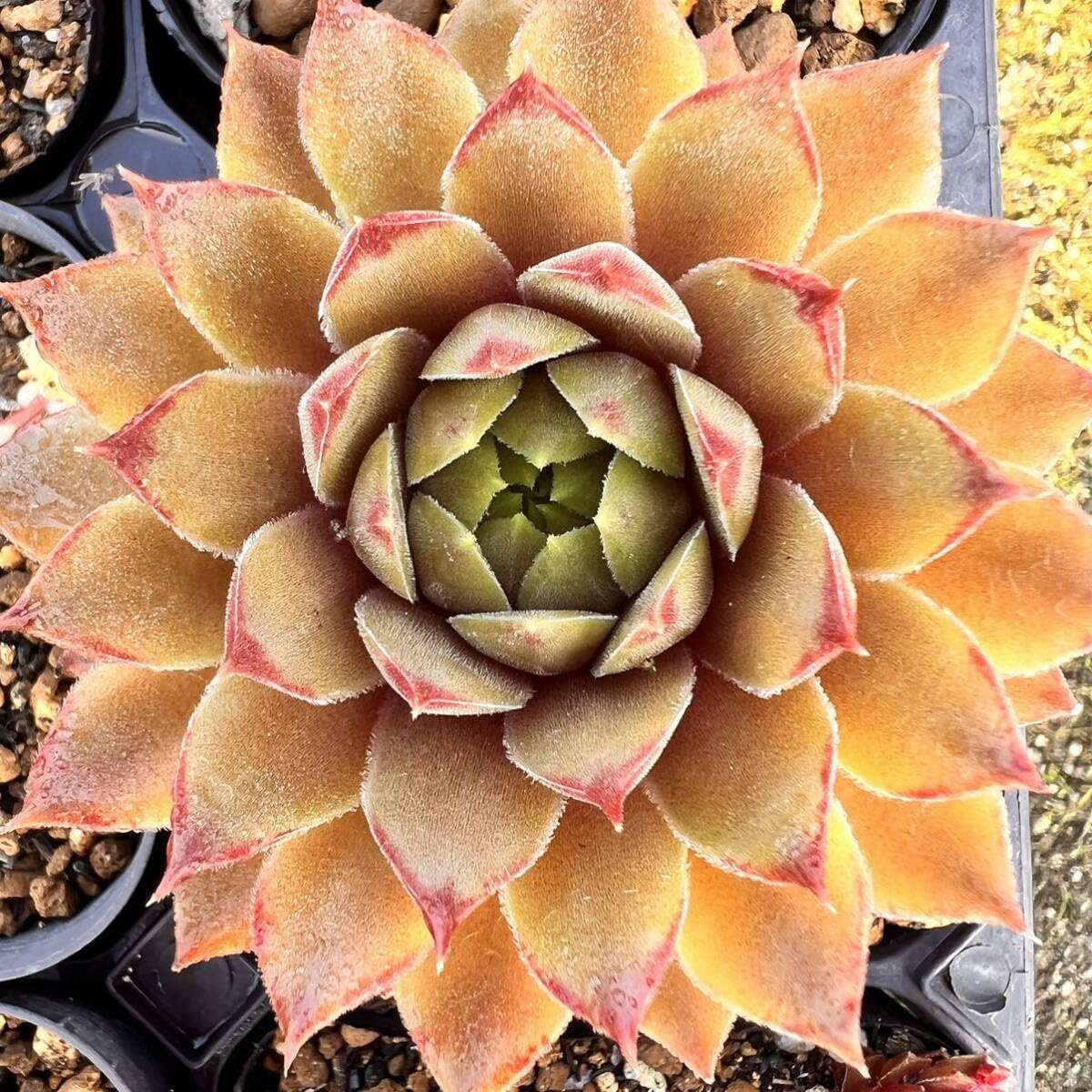 Amazon｜ジェロナ1つセンペルビウム多肉植物｜観葉植物 オンライン通販