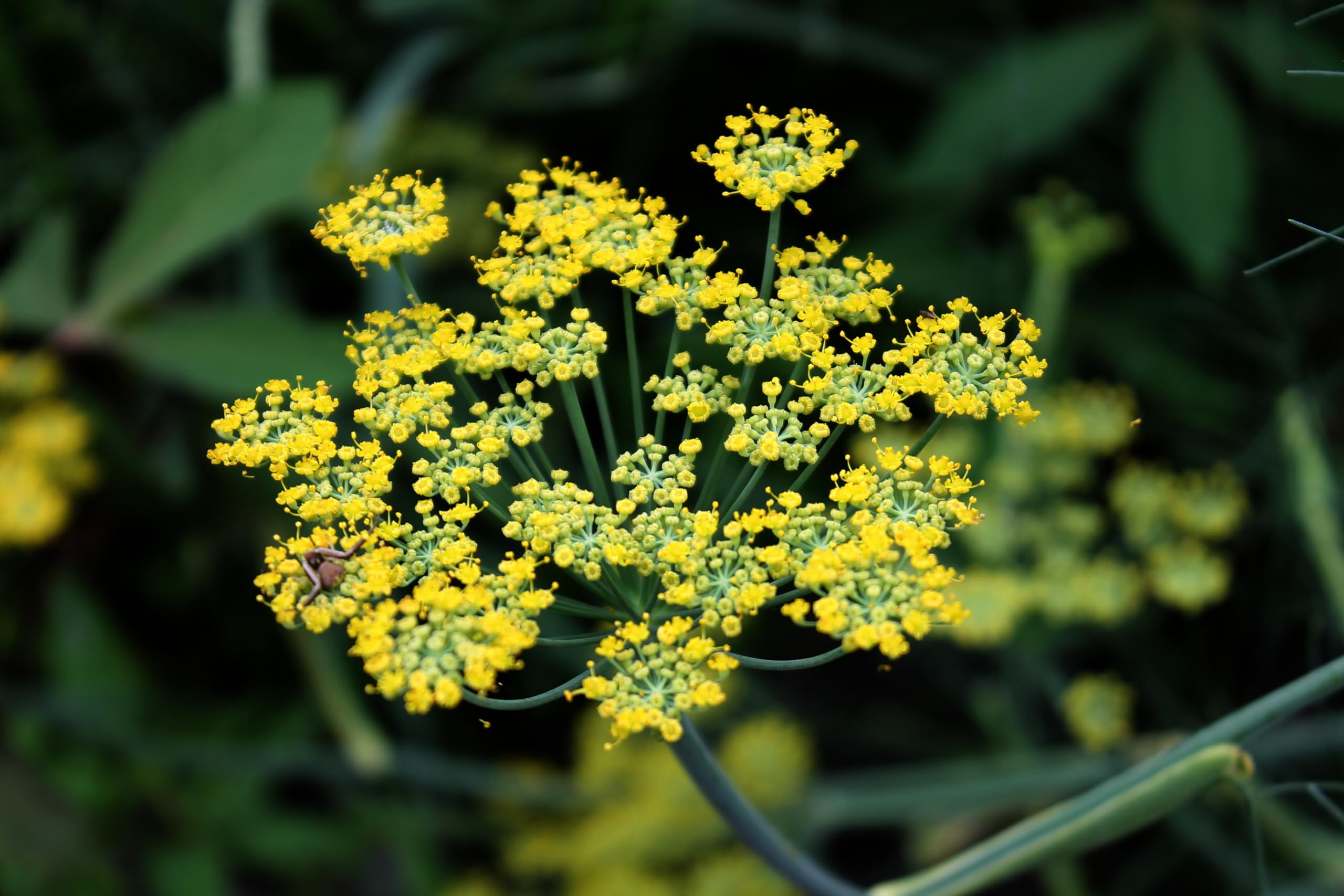 Fenchel (Foeniculum vulgare) Samen. Gewürz-, Arznei- und Heilpflanze (20000 Samen = 140,0g)