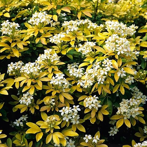 Choisya Sundance - 2 Plants in 9cm Pots - Mexican