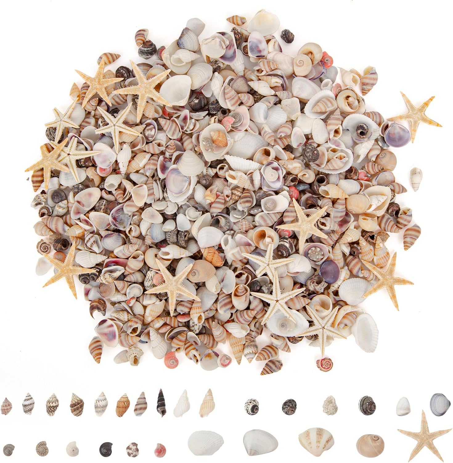 1000pcs Mini Coquillages Mélangés, 20 Variété de Petits Coquillages en Vrac pour Travaux Manuels, Coquillages de Plage Naturels, Bricolage, Plage, Fête, Mariage, Aquarium