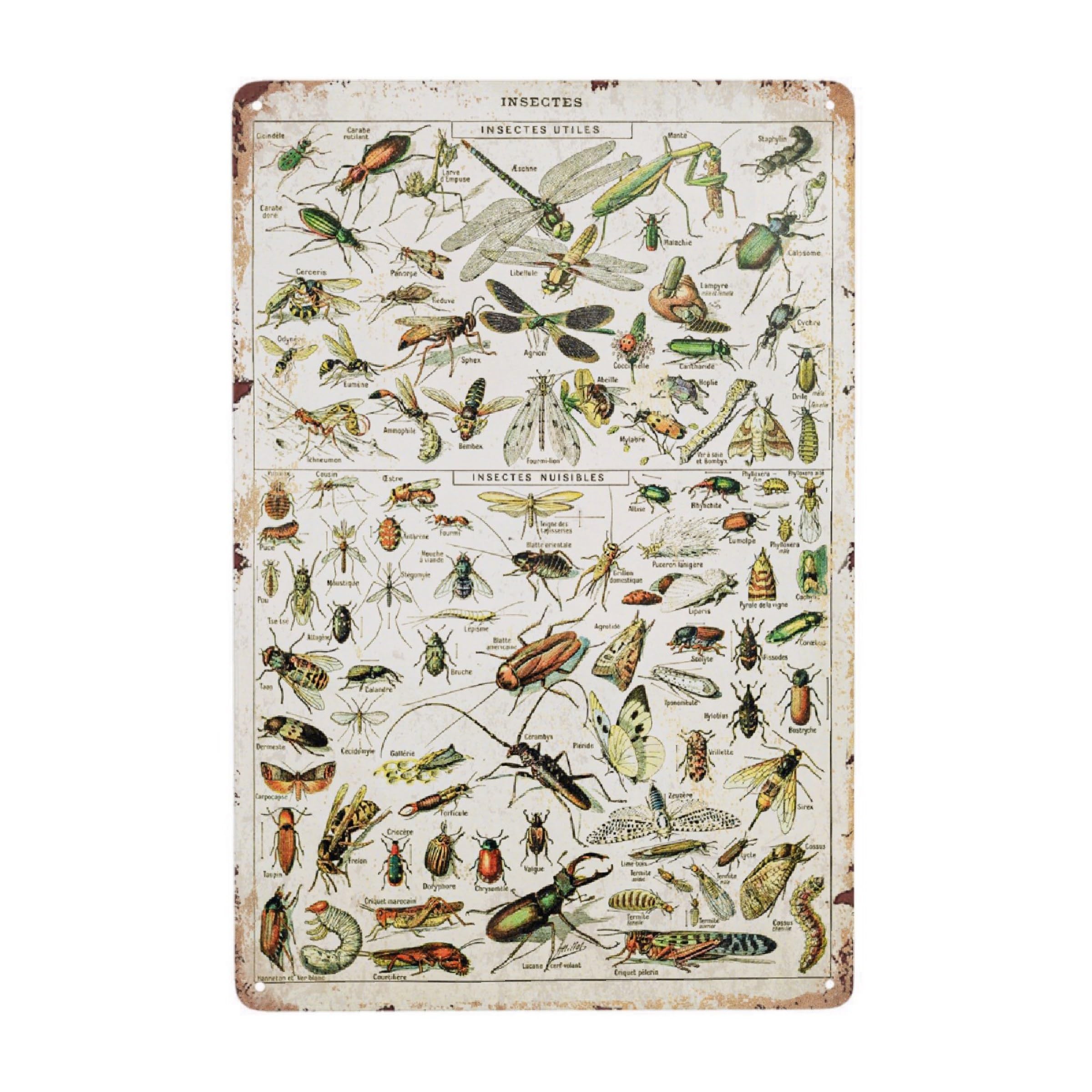 JOCASA Insect Species Vintage Metal Poster Sign Decor-Retro Aluminum Metal Tin Sign for Home Wall Decor, Office, Bedroom, Signs Gift,12''x 8''