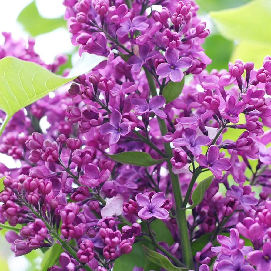 Amazon.com : 50Pcs Purple Lilac Seeds for Planting Beautiful