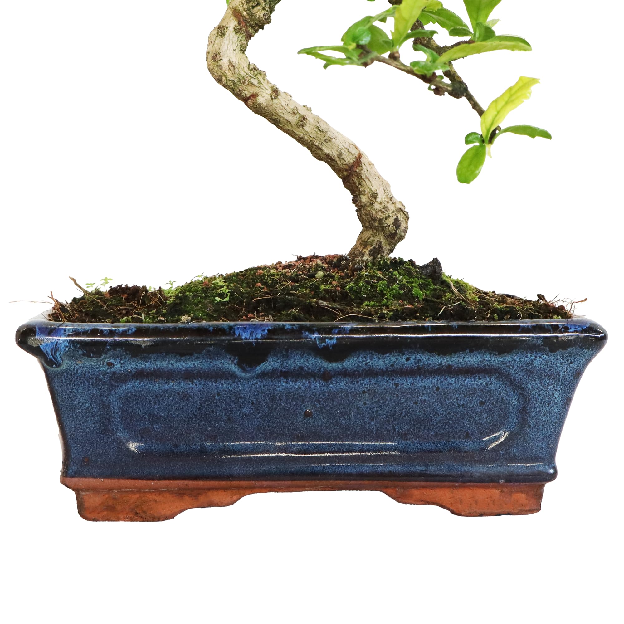 KENTIS Carmona Bonsai Fukien Tea Thé coréen H 35-45 cm Pot Ø 20 cm