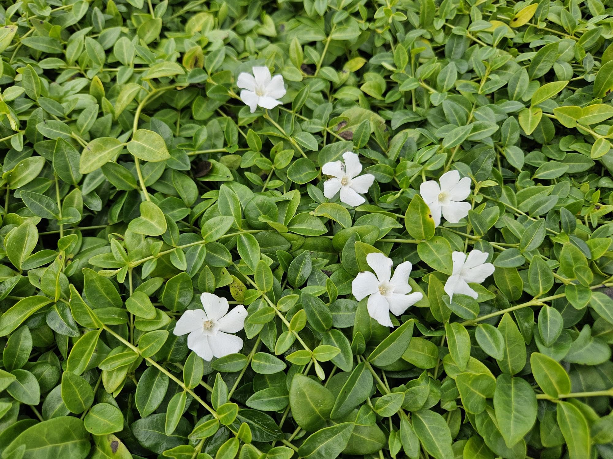 Vinca 'Gertrude Jekyll' con Hojas Verdes, para Sombra, Blanco, Pack de 60