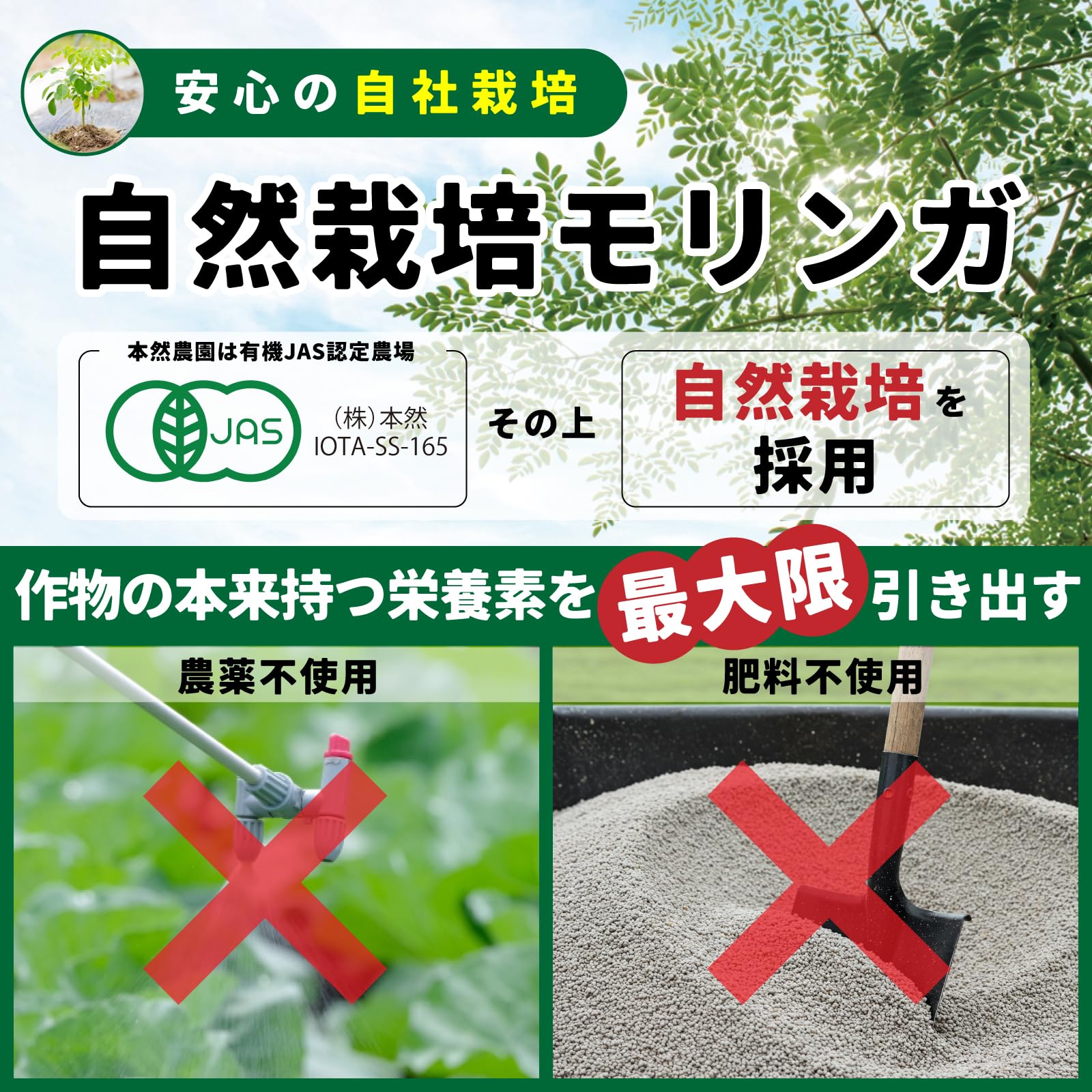 Amazon.co.jp: 本然農園 無添加モリンガパウダー 国産 沖縄県産 無農薬